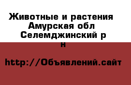  Животные и растения. Амурская обл.,Селемджинский р-н